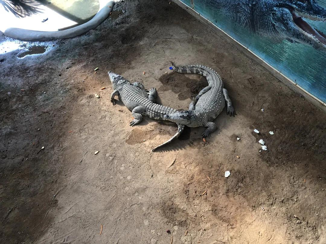 1628243060390719.jpg 1628243060390719.jpg